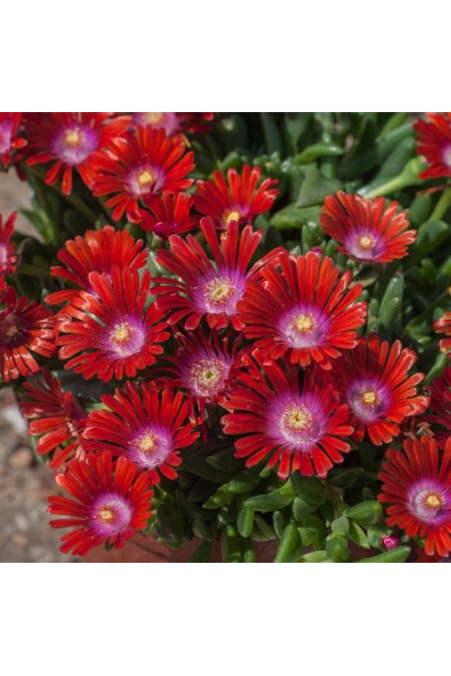 Делосперма Санделла Ред червоні квіти